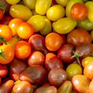 Winter Kitchen Gardening in South Florida