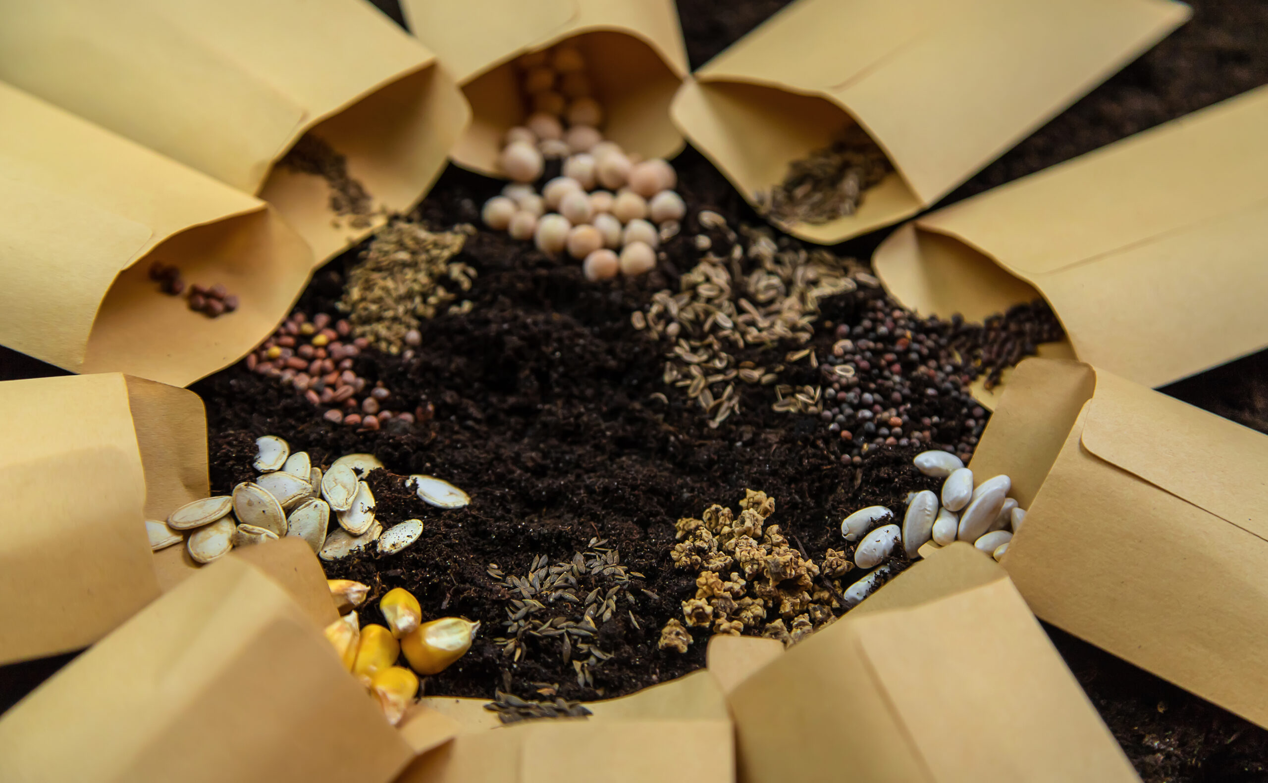 Seeds in bags on the soil. Selective focus.