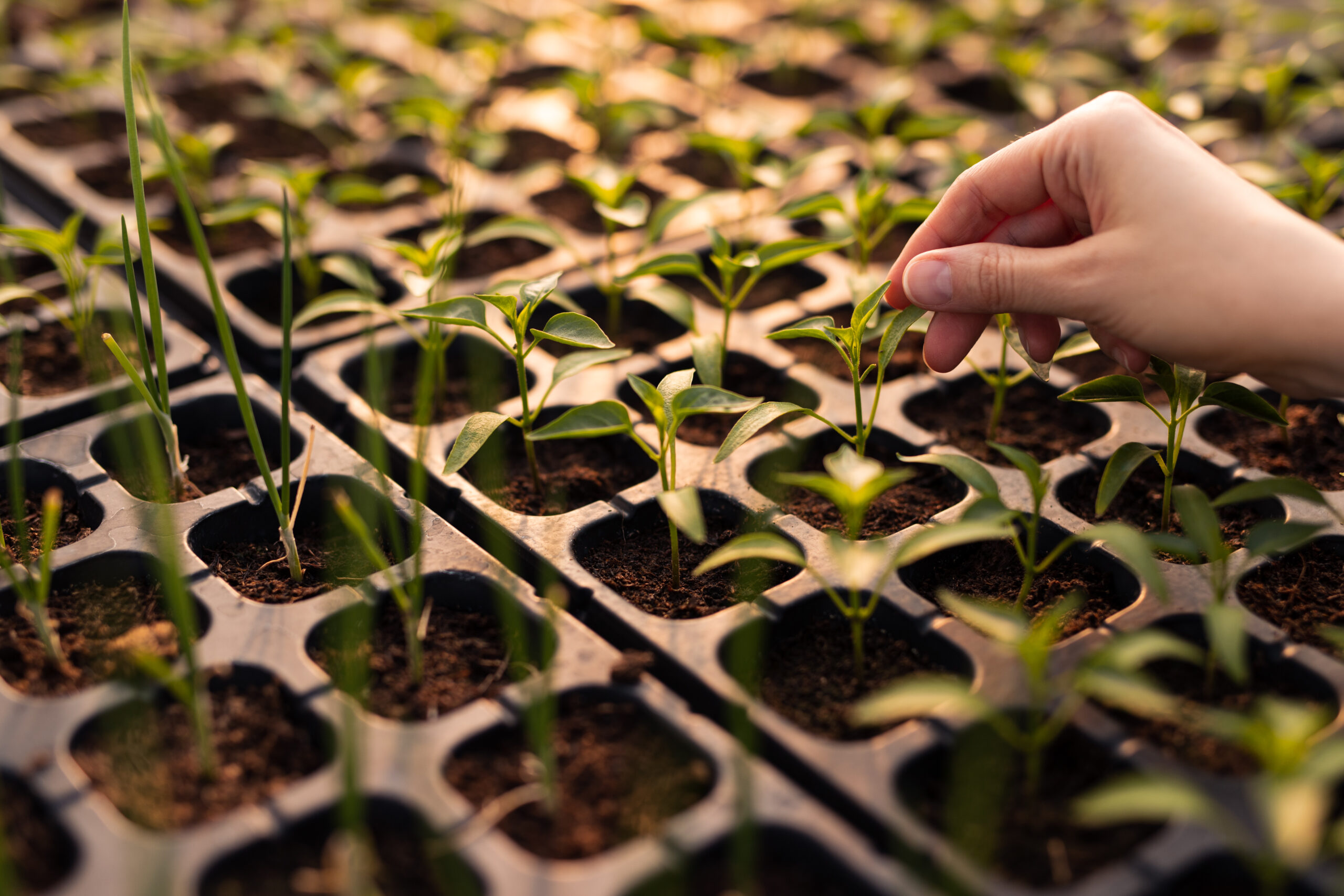 Woman taking care of sprouts