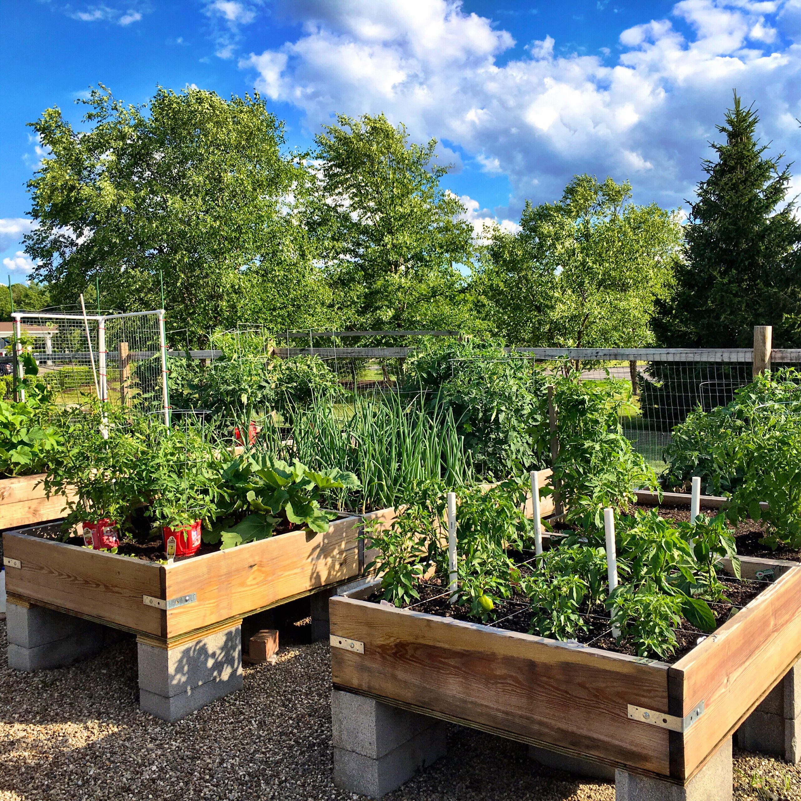 Kitchen Gardening in South Florida - High-end kitchen garden