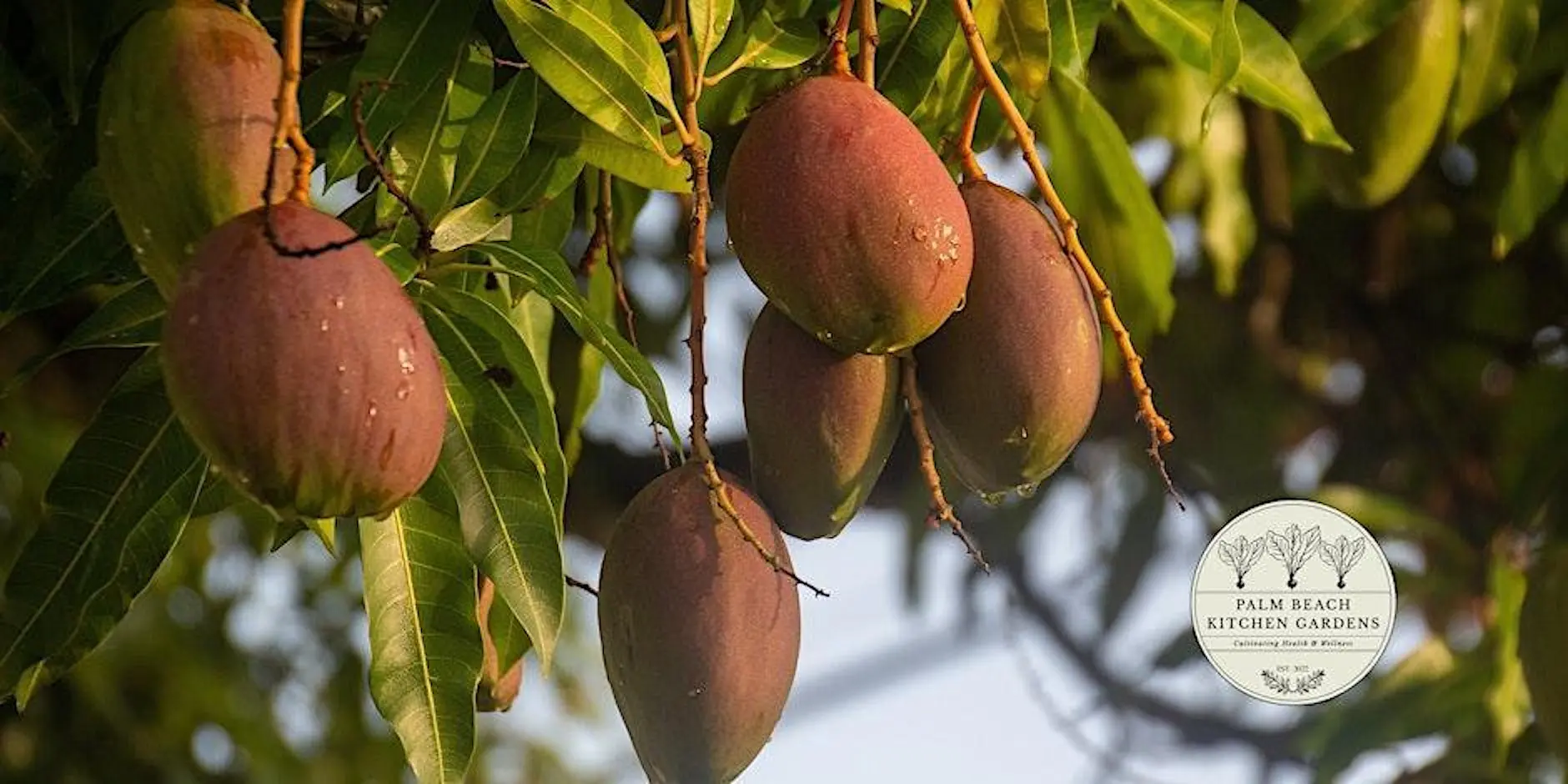 10-Day Permaculture Design Course - fruits